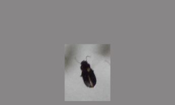 甲虫