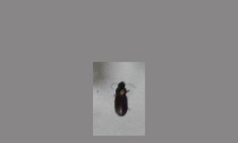 甲虫