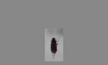 甲虫