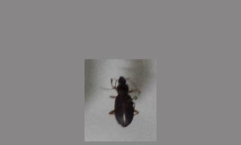 甲虫