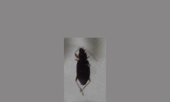 甲虫