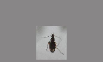 甲虫