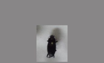 甲虫
