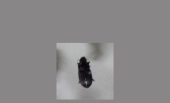 甲虫