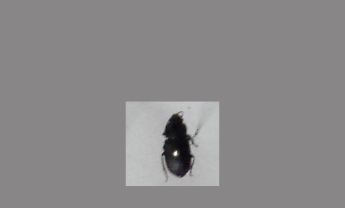甲虫