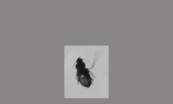 甲虫