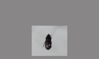 甲虫