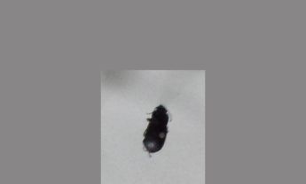 甲虫