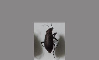 甲虫