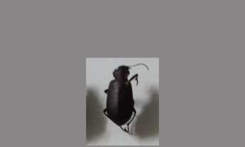 甲虫
