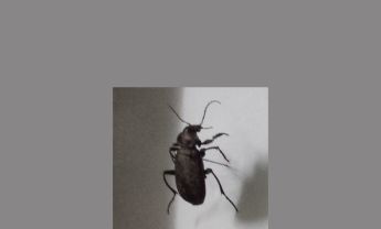 甲虫