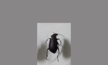 甲虫