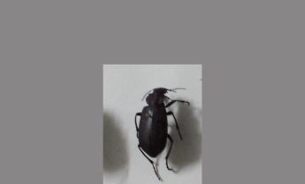 甲虫