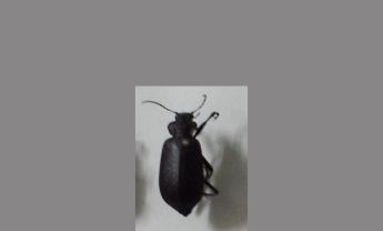 甲虫