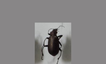 甲虫
