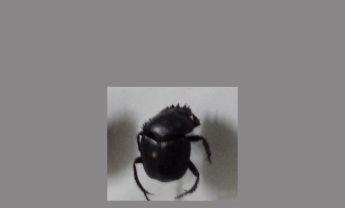 甲虫