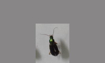 甲虫