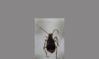 甲虫