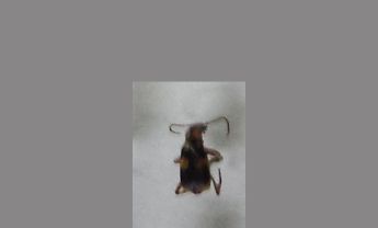 甲虫