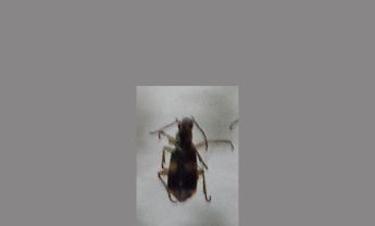 甲虫