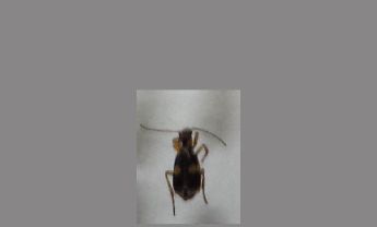 甲虫
