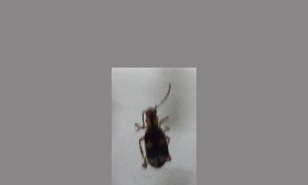甲虫