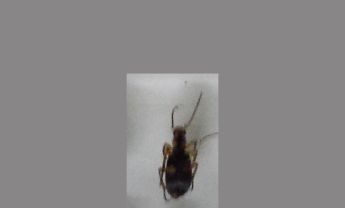 甲虫
