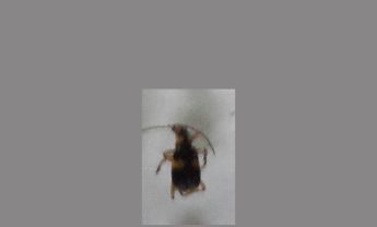 甲虫