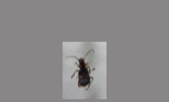 甲虫