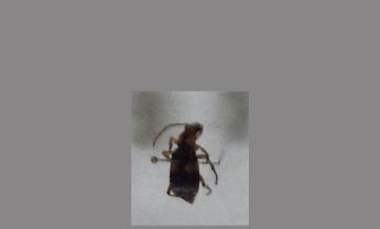甲虫