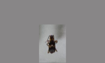 甲虫