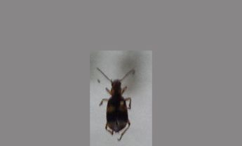 甲虫