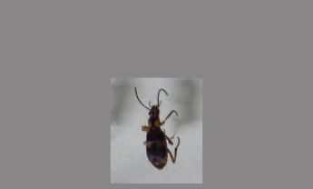 甲虫