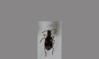 甲虫