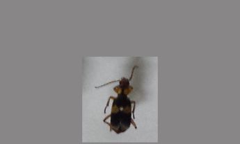 甲虫