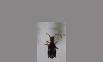 甲虫