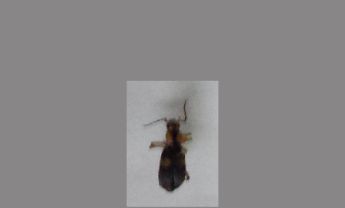 甲虫