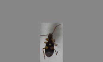 甲虫