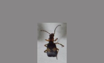 甲虫