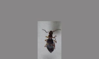 甲虫
