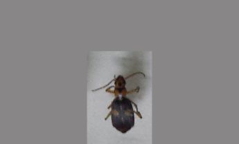 甲虫