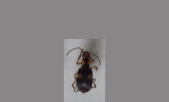 甲虫