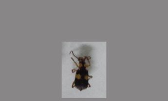 甲虫