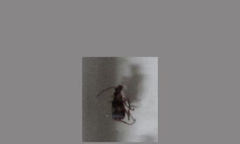 甲虫