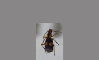 甲虫