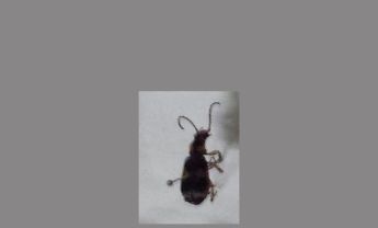 甲虫