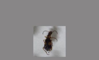 甲虫