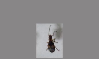 甲虫