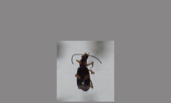 甲虫