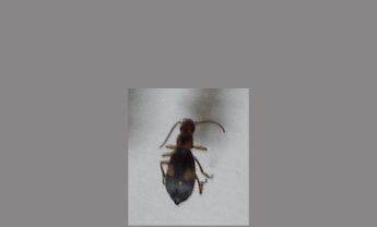 甲虫